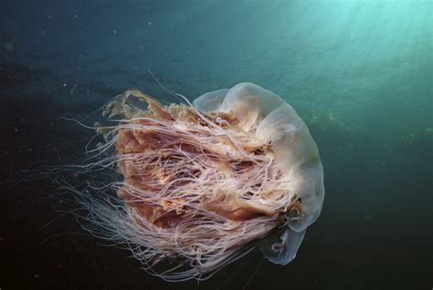 The lion's mane jellyfish has separate sexes. Warning as Lions Mane jellyfish spotted on beaches and off coasts near Dublin | The Irish Post