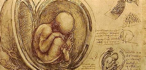 Leonardo Da Vinci Anatomist The Anatomical Drawings Exposition At The