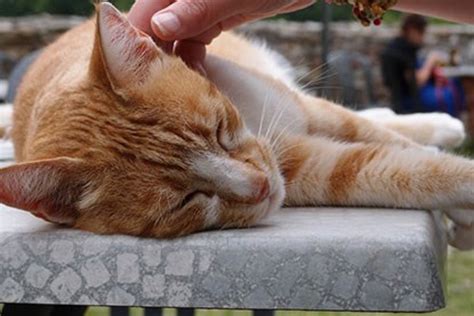 Recognising Stress In Cats Cats Protection