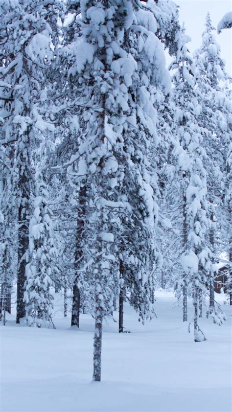 Обои деревья снег Forest Trees Snow Winter 5k