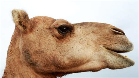 10 000 feral camels latest victims of record australia drought