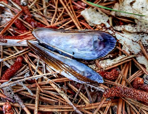 Mussel Shells In My Wooded Yard On Cape Cod Cape Cod Blog