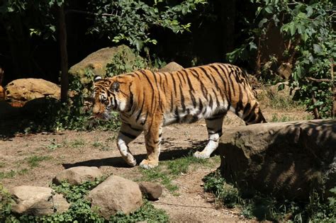 Sibirischer Tiger Panthera Tigris Altaica Am 2762010 Im Leipziger