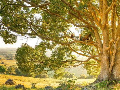 The Hidden Life of Trees  Korotkin Associates