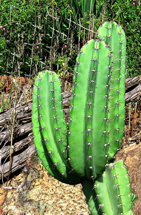 Transplant cactus pieces with help from a. KJ - Kaye and Jose - Amazing Photos: Large Cactus