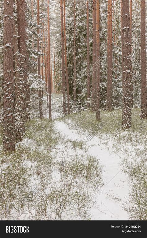 Snowy Winter Forest Image And Photo Free Trial Bigstock