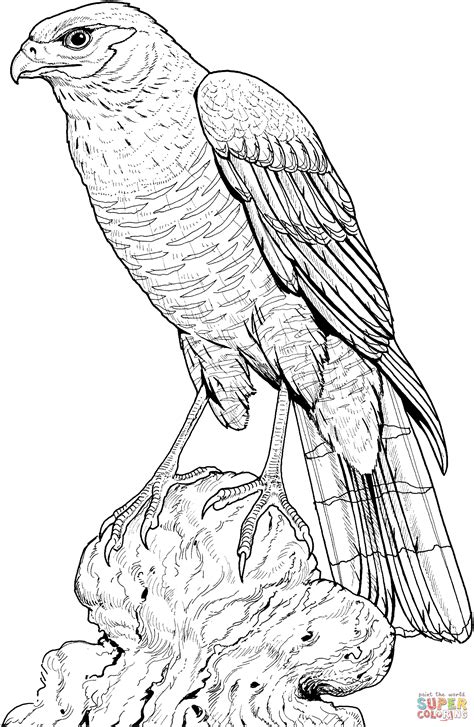 perched hawk coloring page  printable coloring pages bird drawings animal coloring
