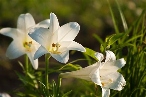 Care For Easter Lilies Garden Guides