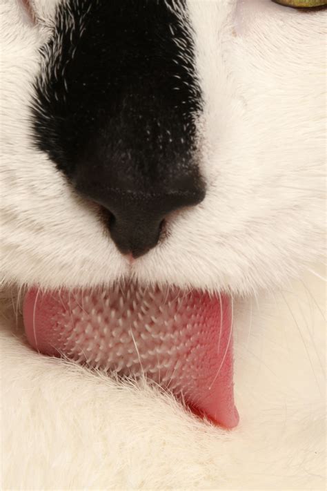 Cat Tongue Texture