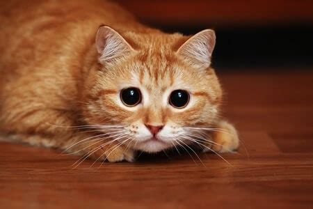 #shorts #eyes l janhavi raghuwanshipublished on 18 july 2021#janhaviraghuwanshi #eyefactswelcome to #janhavi ra. Whats Wrong With My Cats Eye