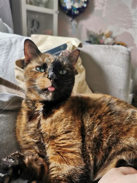 These 10 Cats Have The Cutest Blep Viral Cats Blog