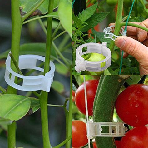 Tomato Plant Clips Angel Vegetable