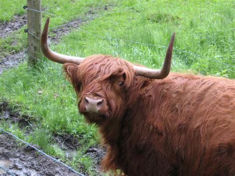 Highland Cattle Animal Facts Bos Taurus A Z Animals