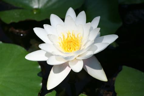 The common water lily is among the most familiar member of the nymphaeaceae family. Fragrant Water Lily Facts, Uses
