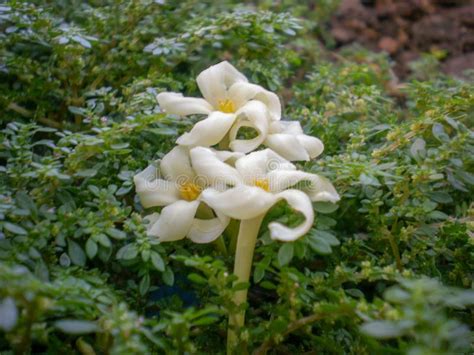 Remembrance wedding bouquet made by the bride to honor the deceased: Piccoli fiori bianchi fotografia stock. Immagine di botanico - 23352762