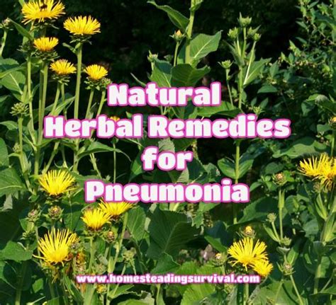 Natural Herbal Remedies For Pneumonia Natural Herbal Remedies Herbal