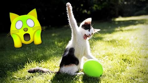 Cats Vs Balloons Funny Pets Reaction Youtube
