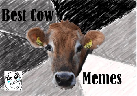 Best Cow Memes Dairy Moos