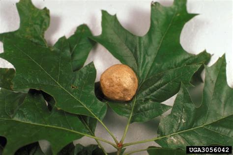 Oak Diseases And Insect Pests Home And Garden Information Center