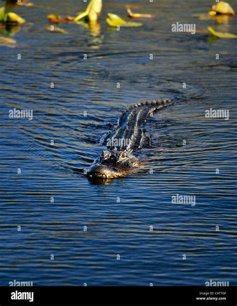 Alligator Looking At You Hi Res Stock Photography And Images Alamy