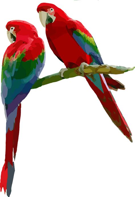 Parrots Sitting On A Branch Clipart Scarlet Macaw Png Transparent Png