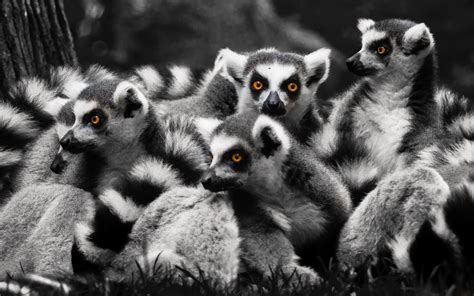 Lemur Desktop Wallpapers Hoodoo Wallpaper 53136 Hot Sex Picture