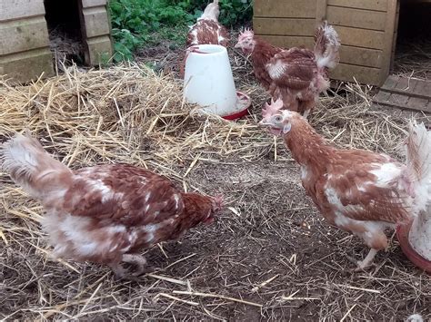 Hundreds Of Caged Hens Enjoy Fresh Air For The First Time After