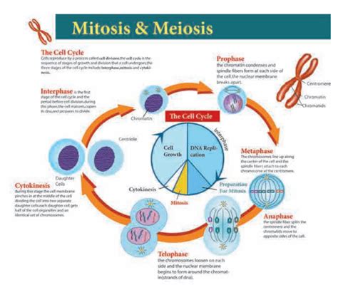 Difference Between Mitosis And Meiosis In Plants And Animals
