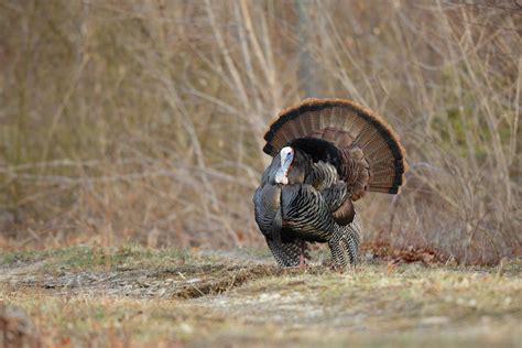 West Virginias Fall Turkey Season Opens Oct 14 Wvdnr
