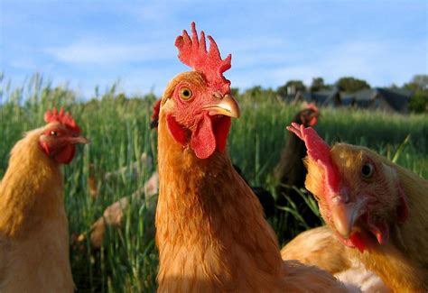 Chicken Wallpapers Pets Cute And Docile