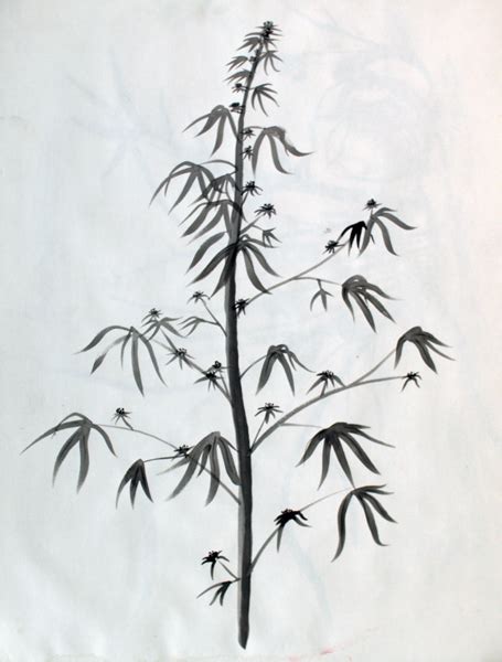 A plant that causes economic losses or ecological damages, creates health problems for humans or animals or is undesirable where is it growing. invasive weed: Hairloom Marijuana pencil drawing