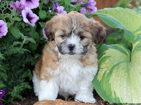 Shichon Puppy So Cute Animals Pinterest Bear Puppy Shichon