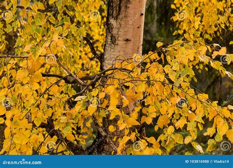 Birch Tree In Autumn Stock Photo Image Of Color Yellow 103816988