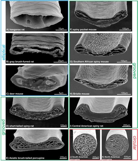 Scanning Electron Micrographs Of Guard Hair Cross Sections Indicating
