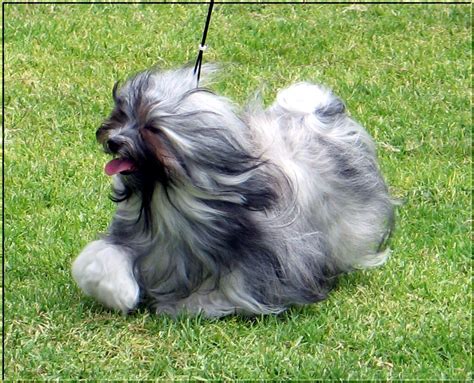 Havana Silk Dogs Havanese Our Current Champions Small Dog Breeds