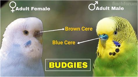 Difference Between Male And Female Budgies Young And Adult Budgies