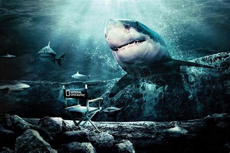 Android Iphone Desktop Hd Backgrounds Wallpapers Red Shark Wallpaper Hd 1080x720