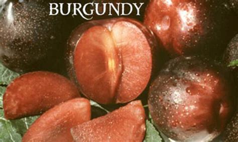 Burgundy Plum Trees Louies Nursery And Garden Center Riverside Ca