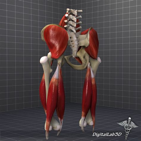 Pelvis Muscle Bone Anatomy 3d Model Cgtrader