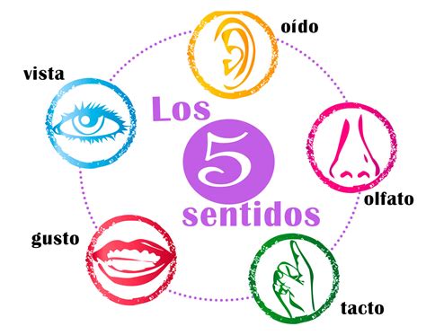 Los 5 Sentidos Mind Map