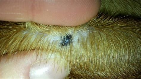 Small Black Mole On Back Boxer Forum Boxer Breed Dog Forums