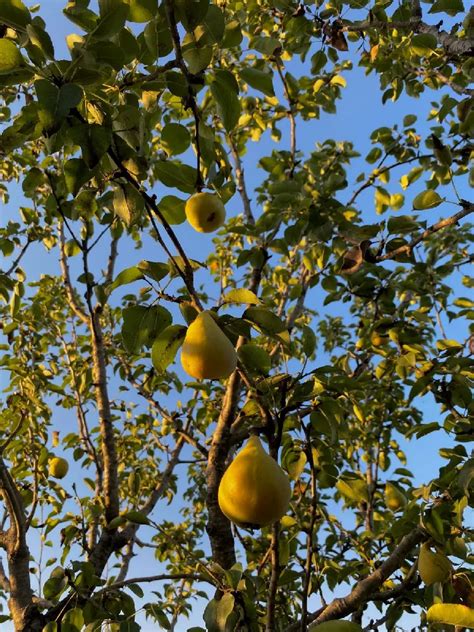 Comice Pear Tree For Sale Buying And Growing Guide