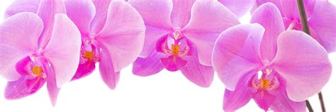 Check spelling or type a new query. faq - Cut Flower Wholesale