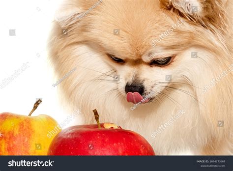 Happy Pomeranian Spitz Eating Apple Fruit Stock Photo 2074773667