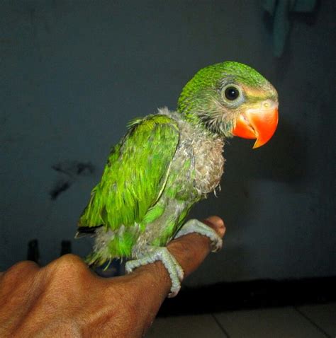 Parrot Baby