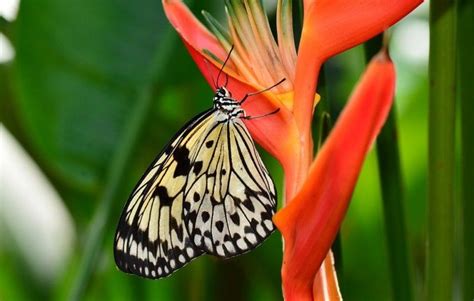 Descubren En México 21 Nuevas Especies De Flora Y Fauna Periódico El