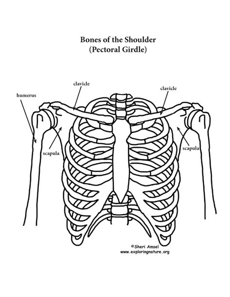 Anatomy Diagram Rib Area The Thoracic Cage The Ribs And Sternum Human
