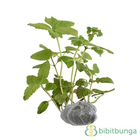 Perbedaan tanaman cincau hitam, ternyata tanaman cincau hitam juga memiliki beberapa jenis yang dapat anda ketahui, karena. Tanaman Cincau Hitam (Janggelan) - BibitBunga.com