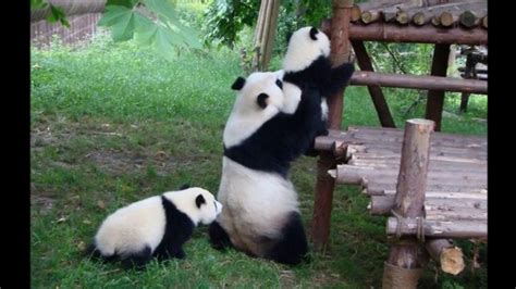 Adorable Baby Pandas Super Cute And Cuddly Youtube