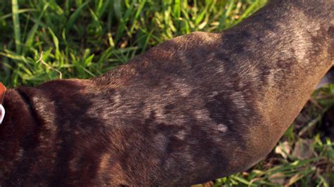 Ringworm In Dogs Symptoms Causes Treatment Dutch Chegospl
